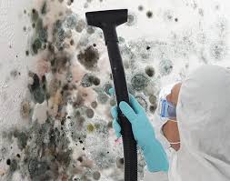 Best Basement Mold Removal  in Alcoa, TN